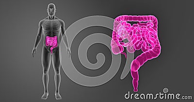 Intestine zoom with Skeleton Anterior view Stock Photo