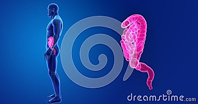 Intestine zoom with Skeleton Lateral view Stock Photo