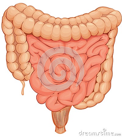 Intestines Stock Photo