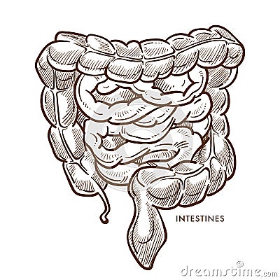 Intestines digestive system isolated sketch internal organs Vector Illustration