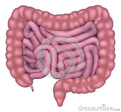 Intestines Gut Human Digestive System Vector Illustration