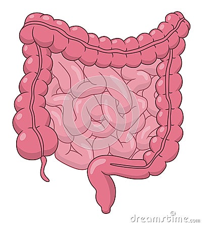 Intestines Vector Illustration