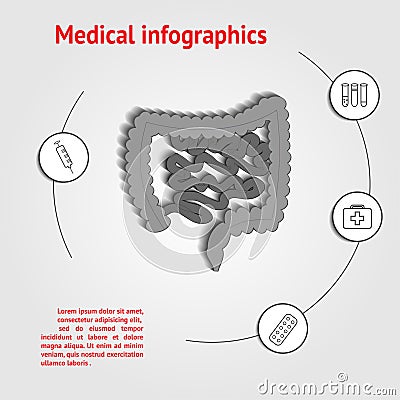 Intestines infographics template Vector Illustration