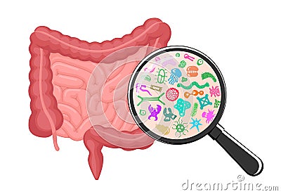 Intestines microscopic bacterias magnification. Human intestine microbiome concept. Gut microflora by magnifying glass Vector Illustration