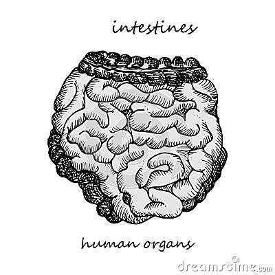 Intestines. Realistic hand-drawn icon of human internal organs. Engraving art. Sketch style. Design concept for your Vector Illustration