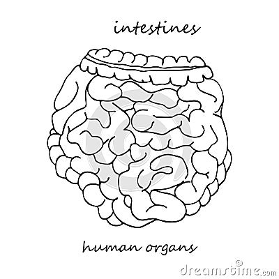 Intestines. Realistic hand-drawn icon of human internal organs. Line art. Sketch style. Design concept for your medical Vector Illustration