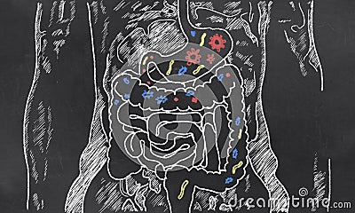 Intestines Sketch with Guts Bacteria Stock Photo