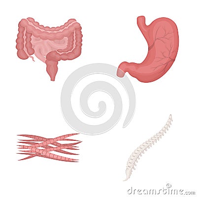 Intestines, stomach, muscles, spine. Organs set collection icons in cartoon style vector symbol stock illustration web. Vector Illustration