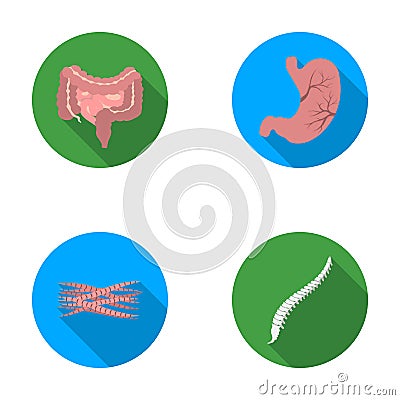 Intestines, stomach, muscles, spine. Organs set collection icons in flat style vector symbol stock illustration web. Vector Illustration