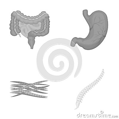 Intestines, stomach, muscles, spine. Organs set collection icons in monochrome style vector symbol stock illustration Vector Illustration