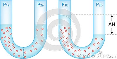 Intial and final states of osmosis Stock Photo