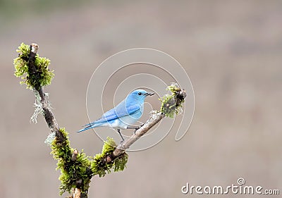 Intimate closeup photograph of a Mountain bluebird perched on a branch Stock Photo