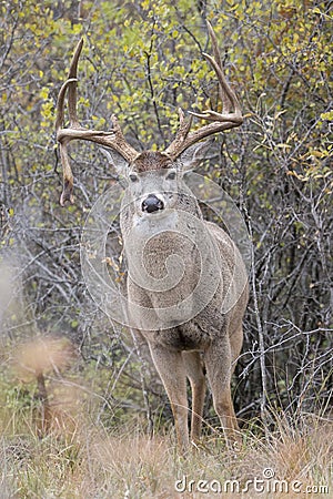 Intimate photograph of nontypical whitetail buck in rut Stock Photo