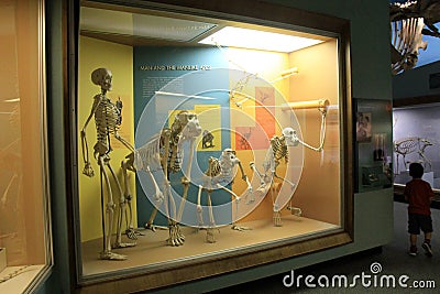 Interesting scene in skeletons, Osteology Bone Hall, National Museum of Natural History, Washington, DC, 2017 Editorial Stock Photo