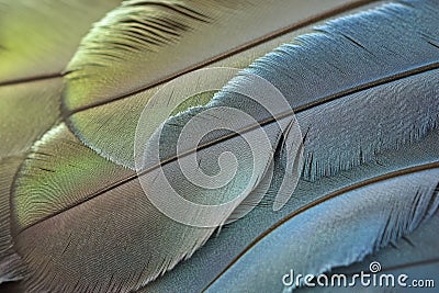 Intricate feather close-up texture, overlapping soft patterns in gradient blue and green tones, Stock Photo