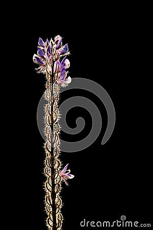 Intricate flower with dark background Stock Photo