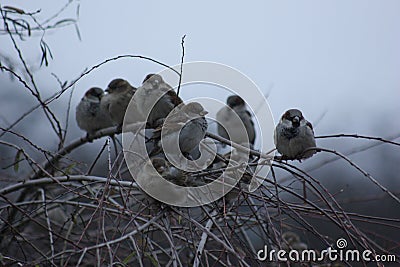 Sparrows on tree branches Stock Photo
