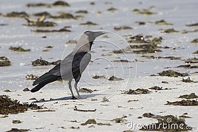 Introducer of Zanzibar house crow sitting on a sandbank at low t Stock Photo