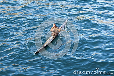 Inuit doing the eskimo roll Stock Photo