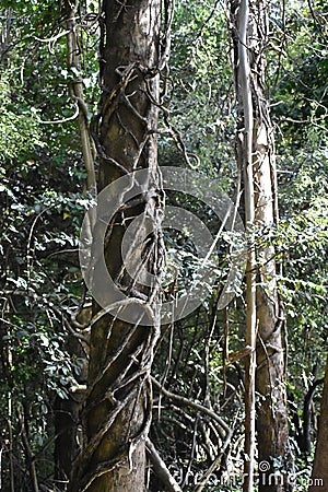 Invading ivy engulfing a tree from the ground up, 1. Stock Photo