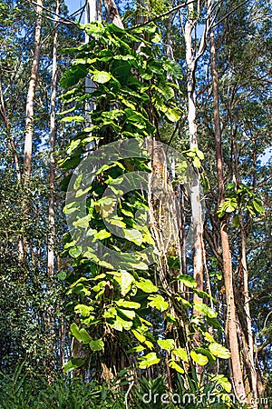 Invaside philodendron strangles a native tree in Hawaii Stock Photo