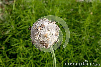 Dangerous flying insects on a flower of ornamental onions Stock Photo