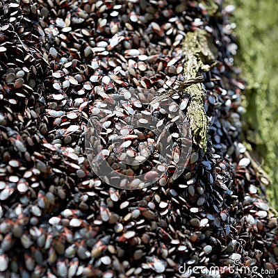 Invasion of Lime Seed Bugs Oxycarenus lavaterae in Germany Stock Photo