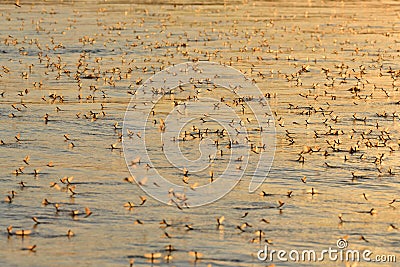 An Invasion of Long-tailed Mayfly in Sunset Light Stock Photo