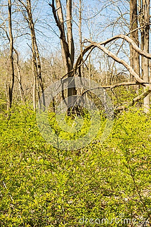 Japanese Barberry - Berberis thunbergii Stock Photo