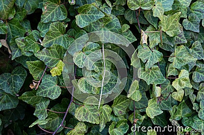 Invasive plant English Ivy Stock Photo
