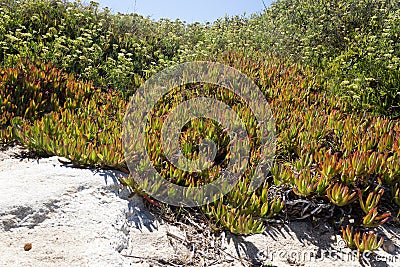 Invasive specie succulent plant Carpobrotus edulis growing on the beach in Portugal Stock Photo