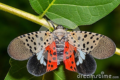 Spotted Lanternfly - Lycorma delicatula Stock Photo