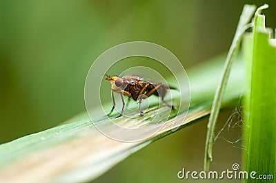 Invertebrate portrait fly on reed stem Stock Photo