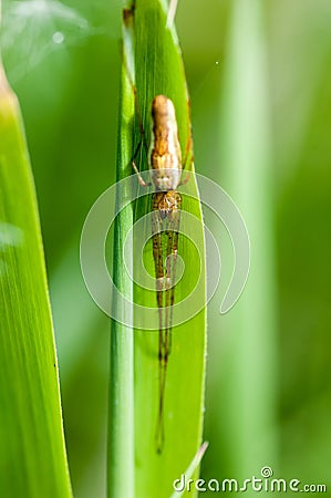 Invertebrate portrait long-jawed spider Stock Photo