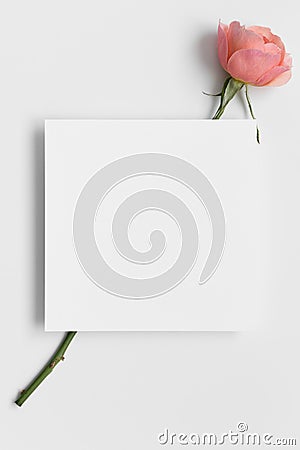 Invitation square card mockup with a pink rose Stock Photo