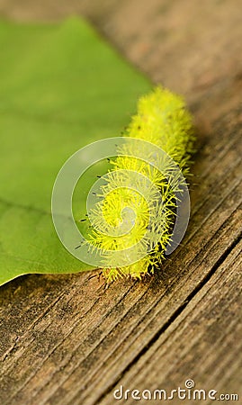 IO caterpillar closeup with stinging venom spines Stock Photo