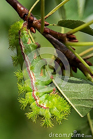 Io moth caterpillar - Automeris io Stock Photo