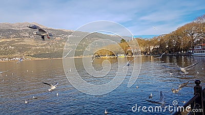 Ioannina or giannena city in greeece birds gull flying on the lake in winter season Stock Photo