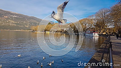 Ioannina or giannena city in greeece birds gull flying on the lake in winter season Editorial Stock Photo