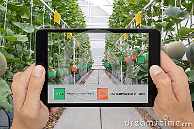 Iot smart farming, agriculture industry 4.0 technology concept, farmer hold the tablet to use augmented mixed virtual reality soft Stock Photo