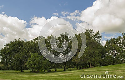 Iowa Country Yard with Grouping of Trees Stock Photo