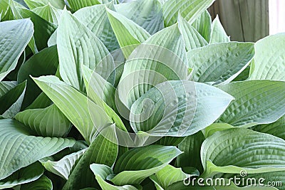 Iowa Hosta Stock Photo