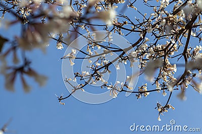 Ipes white tree flowering grove with selective focus Stock Photo