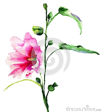 Ipomea flowers illustration Cartoon Illustration