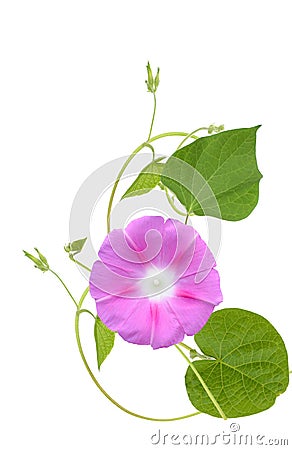 Ipomoea blue flowers, glory morning Stock Photo