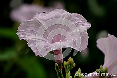 Ipomoea cairica Stock Photo