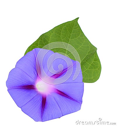The ipomoea, glory morning flower with leaf Stock Photo