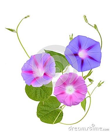 The ipomoea, glory morning flowers isolated white Stock Photo