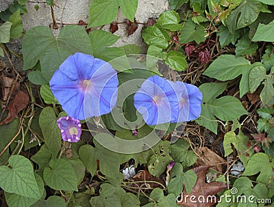 Blue flowers of Ipomoea indica Stock Photo