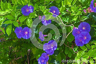 Ipomoea indica flowers Stock Photo